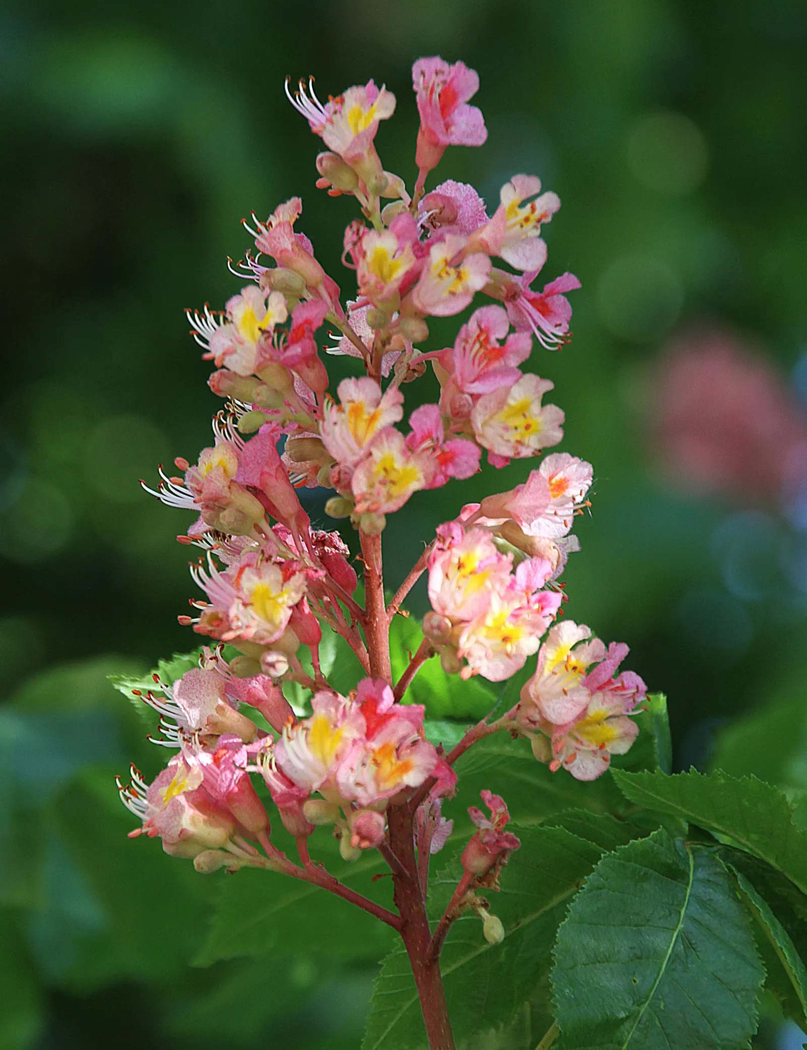 Red Horsechestnut (Aesculus X Carnea) — It should be placed away from areas where its fruit