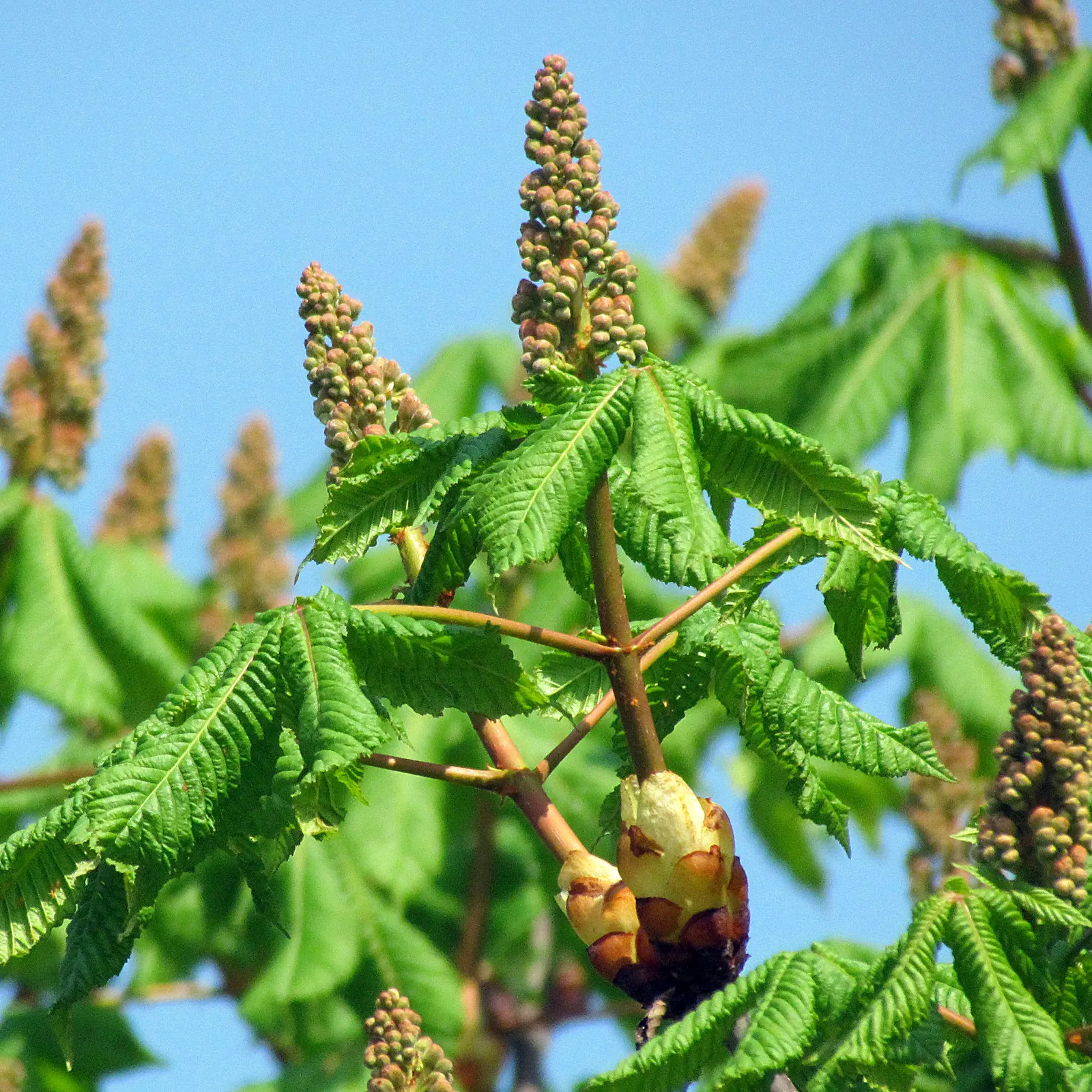 Red Horsechestnut (Aesculus X Carnea) — The Red Horsechestnut (Aesculus x carnea) is an elegant and robust deciduous tree; rounded canopy that offers