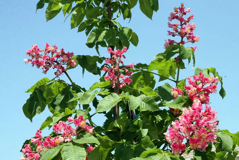 Red Horsechestnut (Aesculus X Carnea) — These vibrant flowers are not only visually appealing but also attract hummingbirds and butterflies; the Red