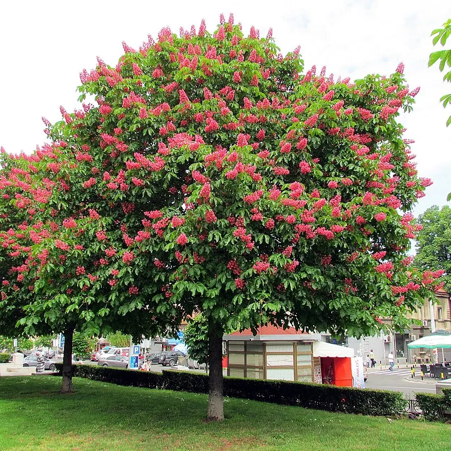 Red Horsechestnut (Aesculus X Carnea) — and comprehensive foliage; it should be placed away from areas where its fruit, image 140