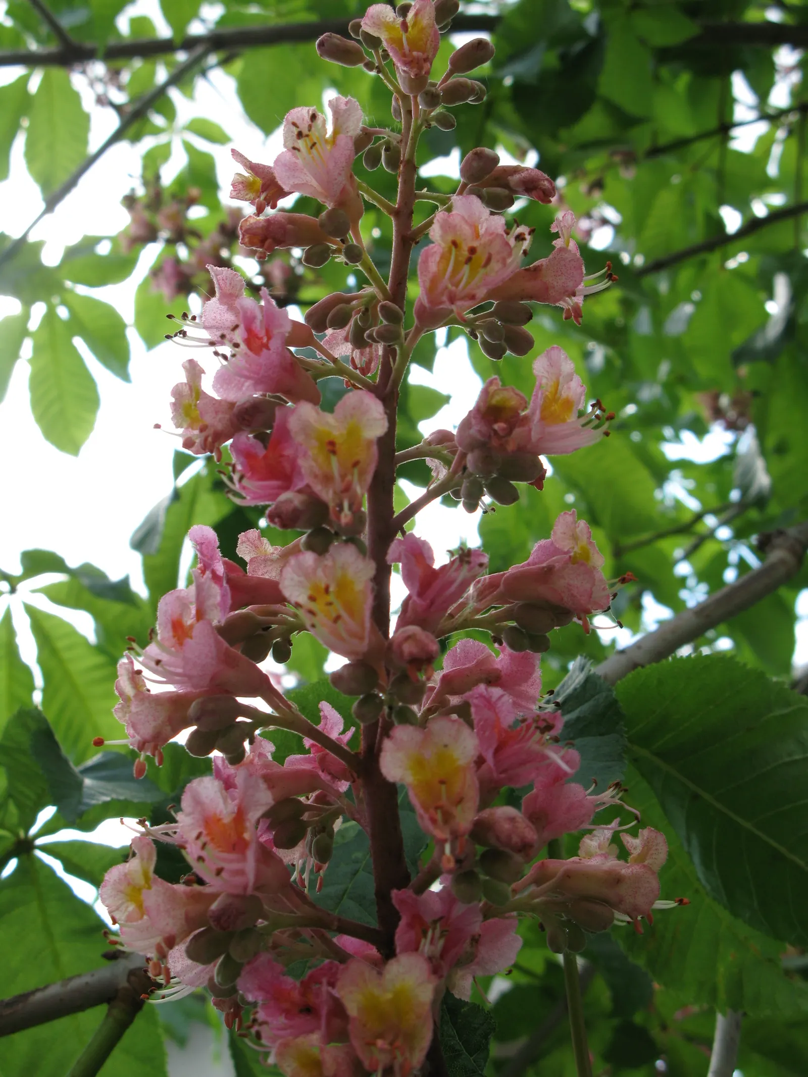 Red Horsechestnut (Aesculus X Carnea) — deciduous hybrid tree reaching up to 35ft in height with a similar spread; it is hardy in USDA zones 4 to 8 and thrives