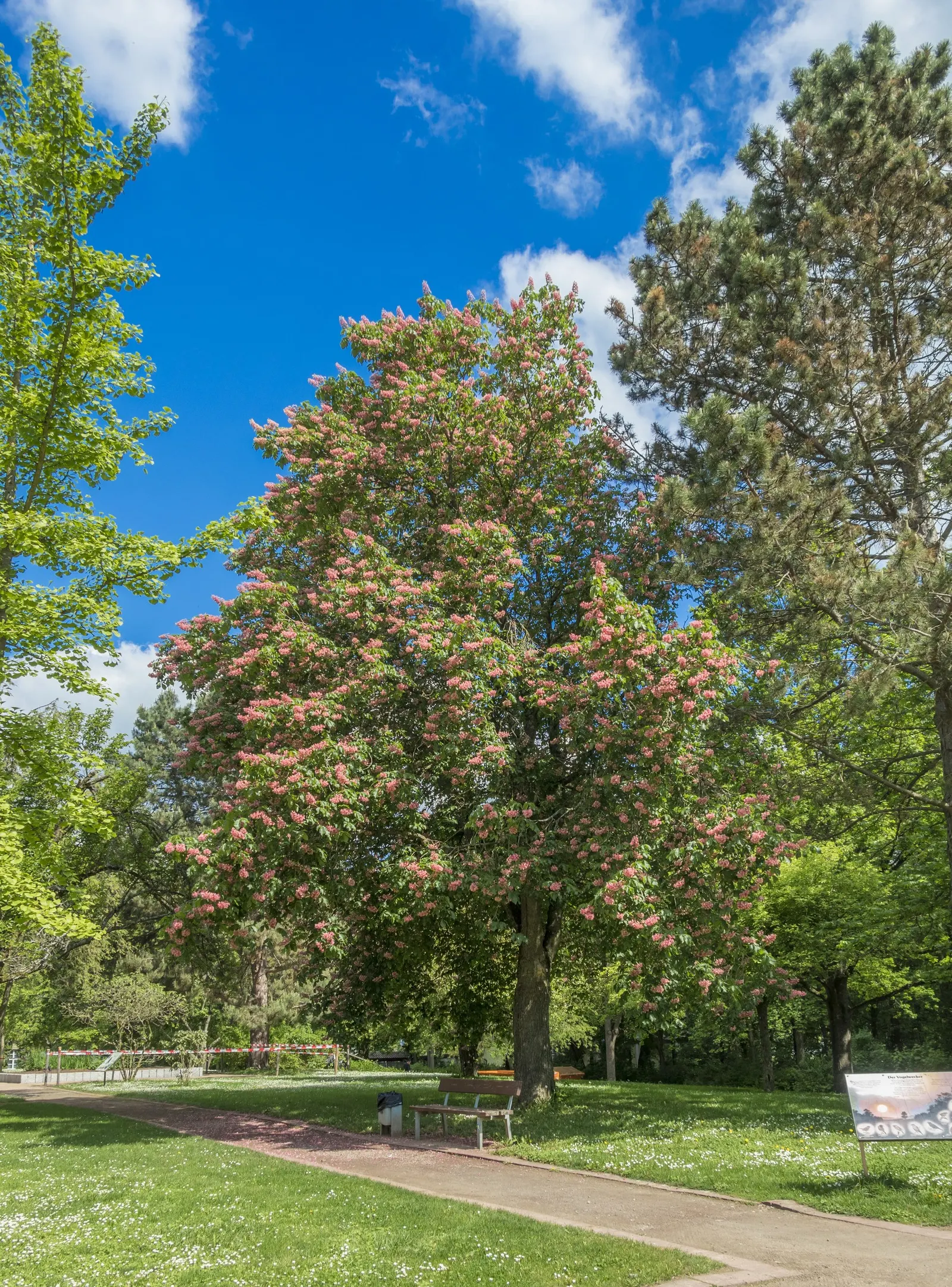 Red Horsechestnut (Aesculus X Carnea) — prized for its striking spring bloom; lush greenery.<br><br>For the landscaper, image 65
