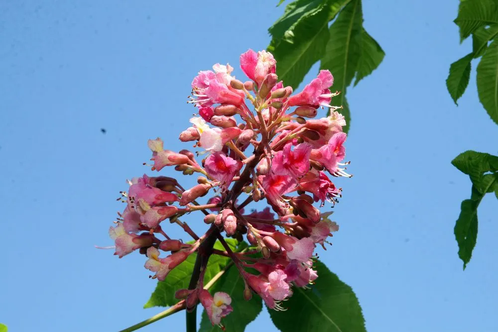 Red Horsechestnut (Aesculus X Carnea) — The Red Horsechestnut (Aesculus x carnea) is a striking; thriving in zones 4-7, it prefers well-drained soils and full