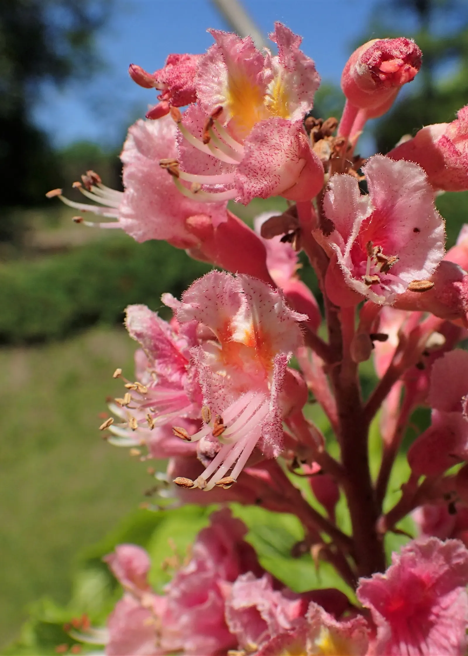 Red Horsechestnut (Aesculus X Carnea) — The foliage of the Red Horsechestnut is equally impressive, image 102