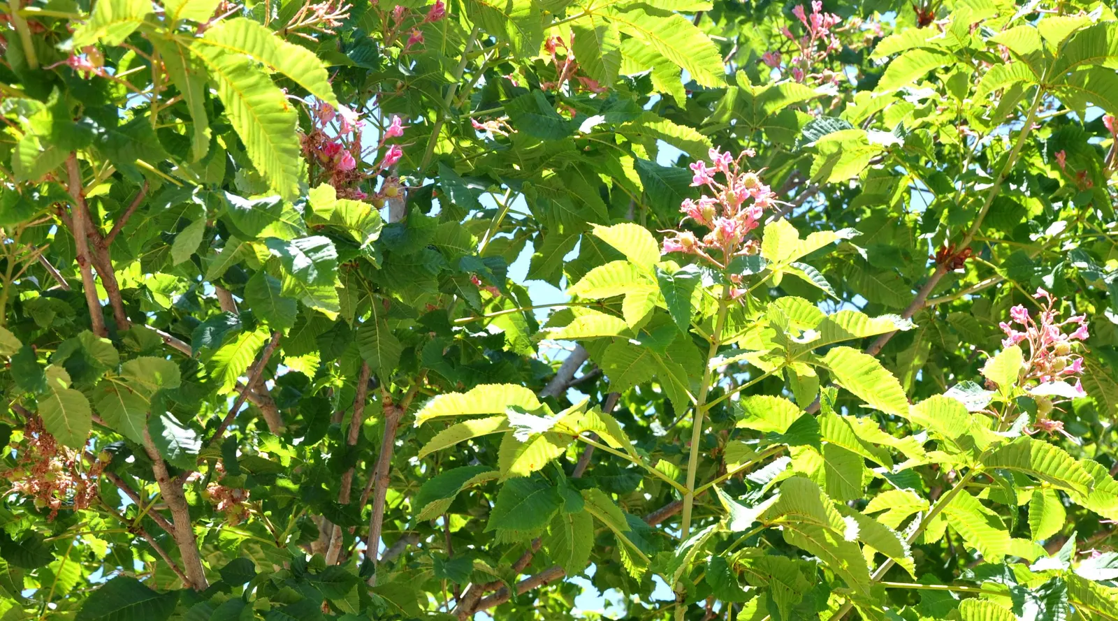 Red Horsechestnut (Aesculus X Carnea) — with deep green leaves composed of 5 to 7 leaflets that can span up to 6 inches in width; might pose a mess or