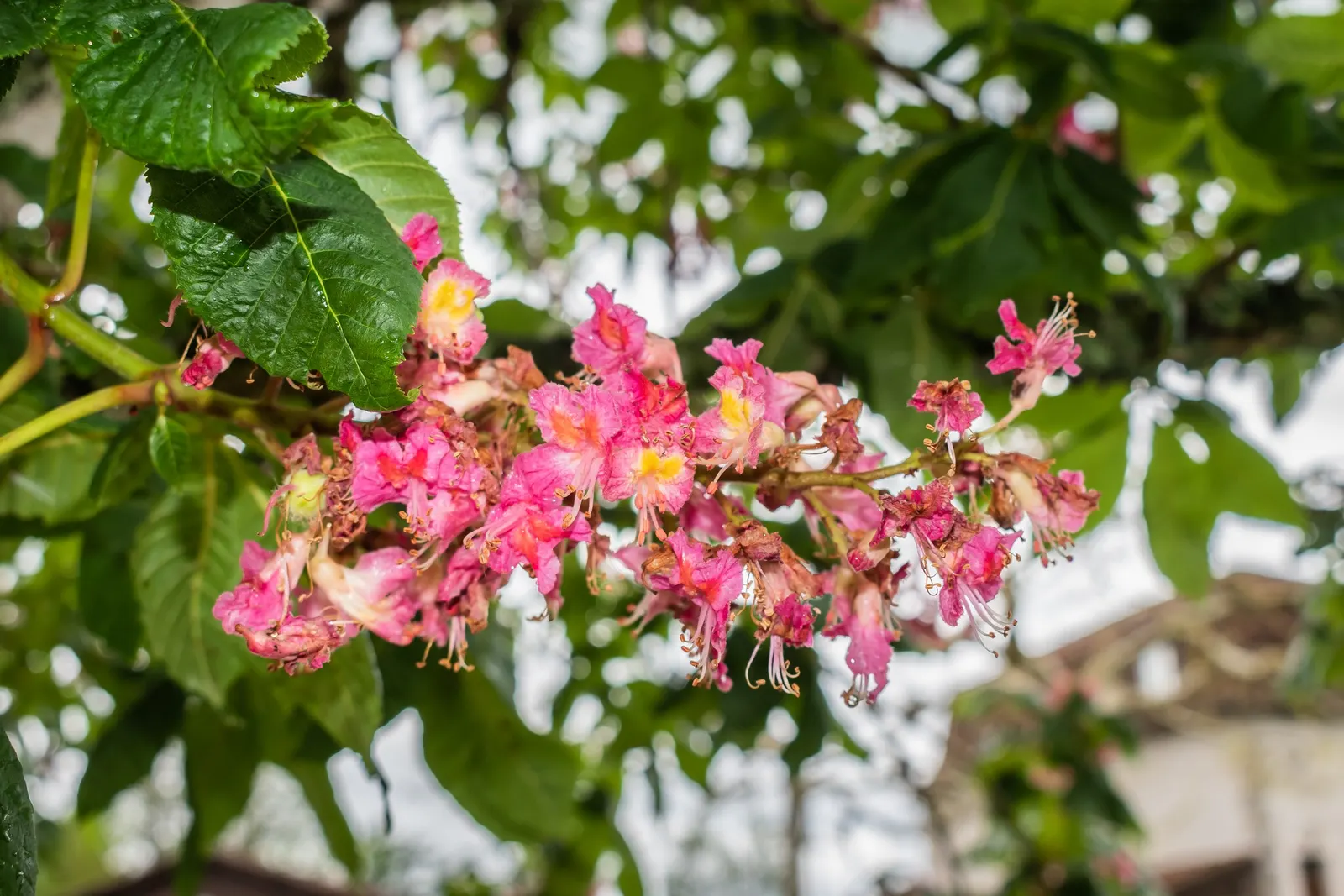 Red Horsechestnut (Aesculus X Carnea) — it requires space to attain its full majestic form; adding life and color to the landscape, image 106