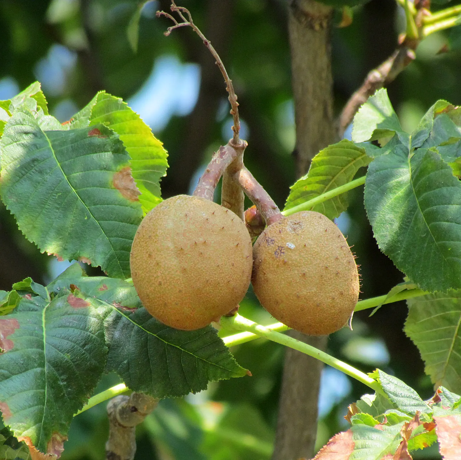 Red Horsechestnut (Aesculus X Carnea) — The Red Horsechestnut (Aesculus x carnea) is a striking; thriving in zones 4-7, it prefers well-drained, image 88