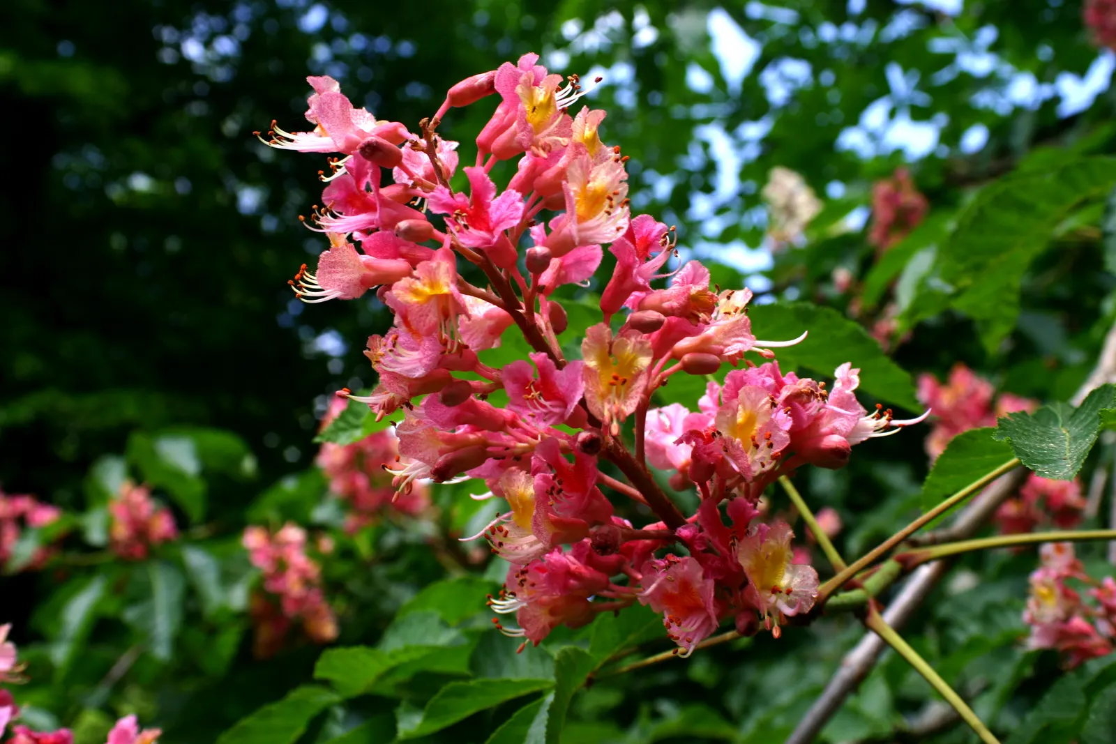 Red Horsechestnut (Aesculus X Carnea) — it requires space to attain its full majestic form; adding life and color to the landscape, image 77