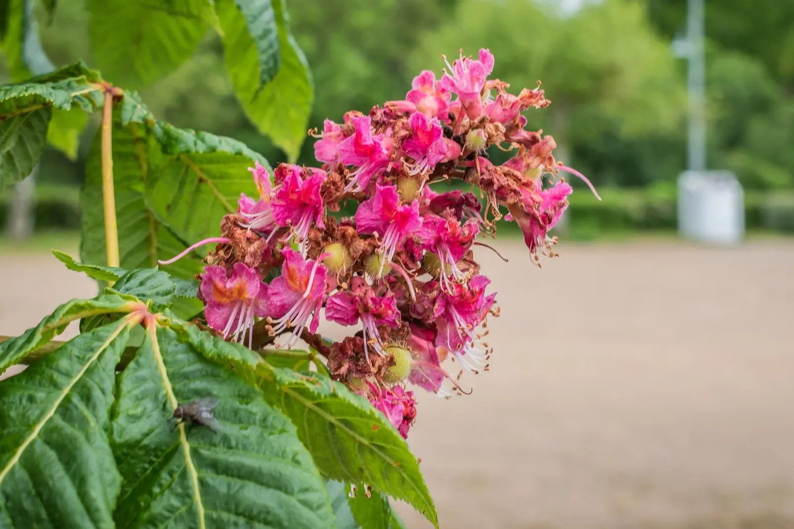 Red Horsechestnut (Aesculus X Carnea) — might pose a mess or hazard.<br><br>In a garden design; the Red Horsechestnut (Aesculus x carnea) is an, image 138
