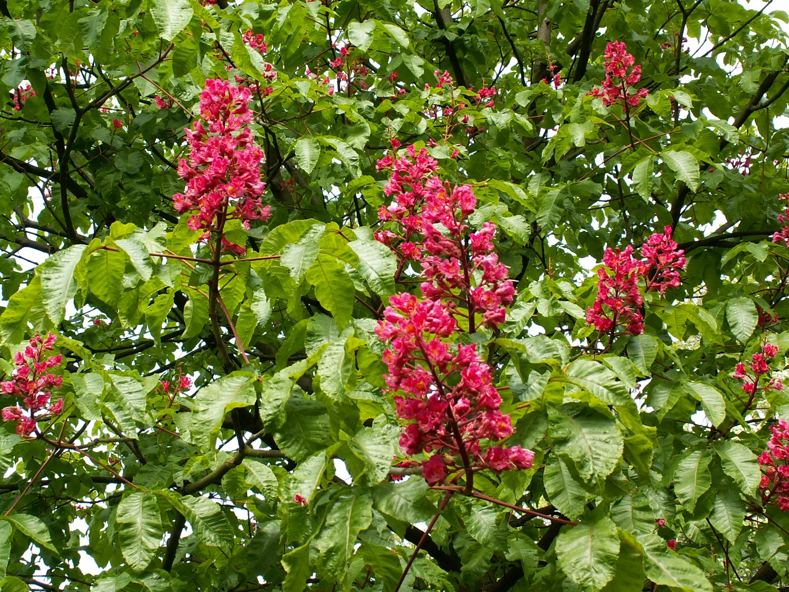 Red Horsechestnut (Aesculus X Carnea) — rounded canopy that offers substantial shade; this specimen presents a broad, image 97