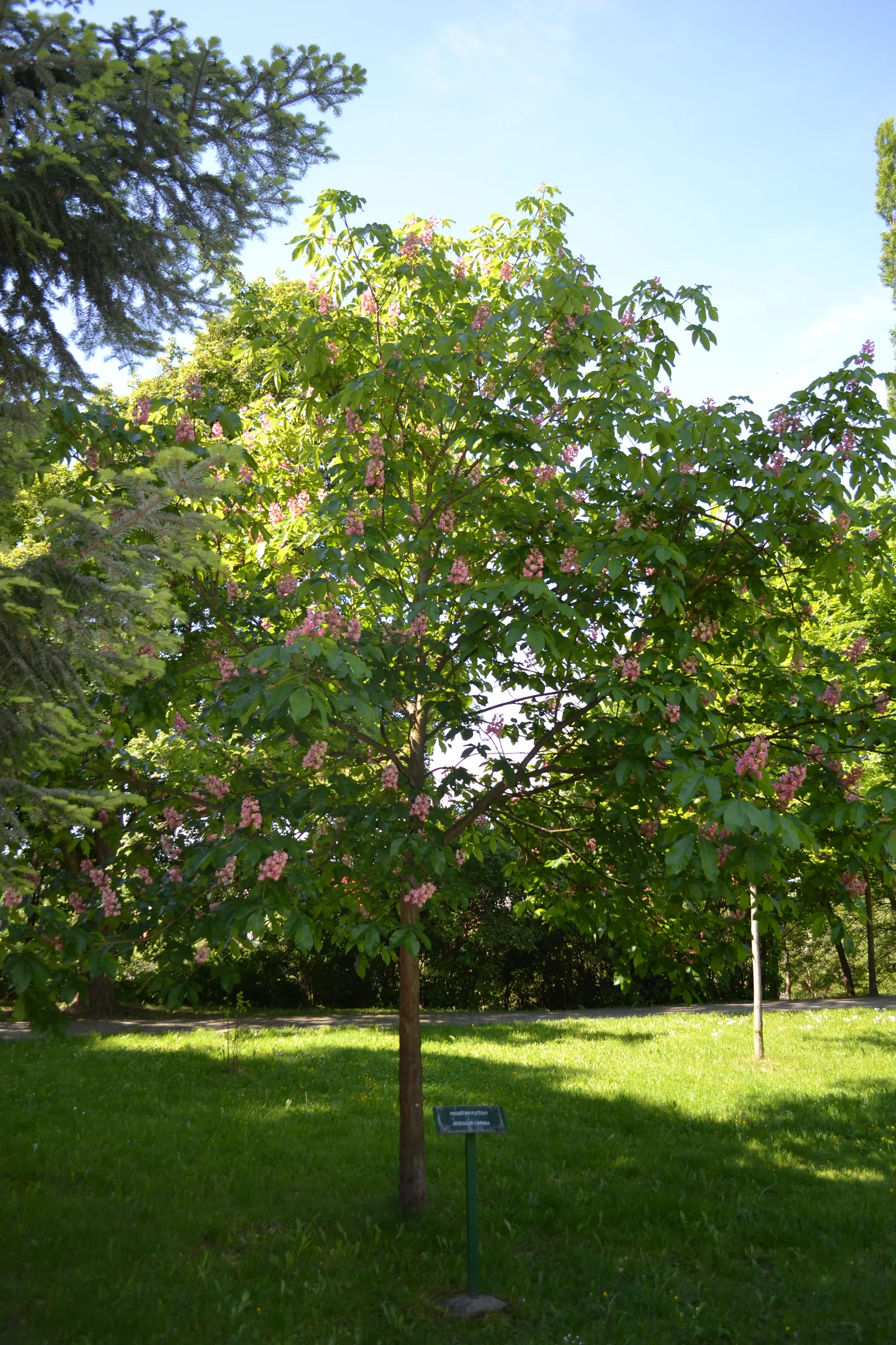 Red Horsechestnut (Aesculus X Carnea) — and comprehensive foliage; it should be placed away from areas where its fruit