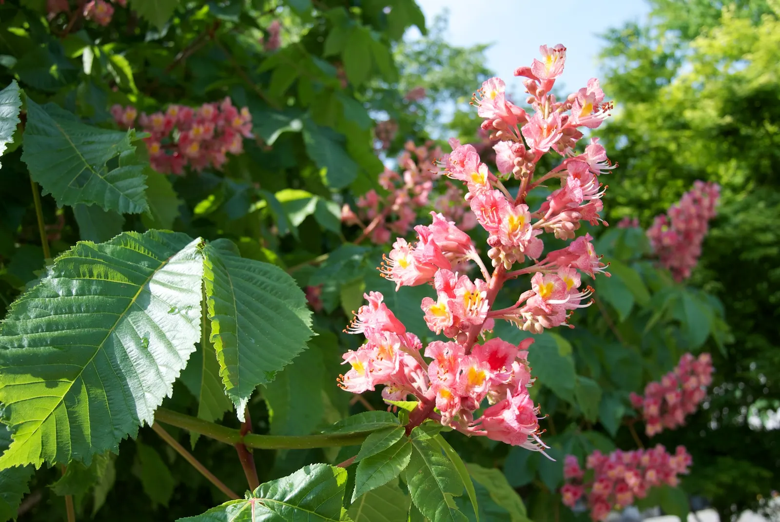 Red Horsechestnut (Aesculus X Carnea) — This majestic tree adds ornamental value to any landscape with its rounded, symmetrical crown; it boasts, image 150