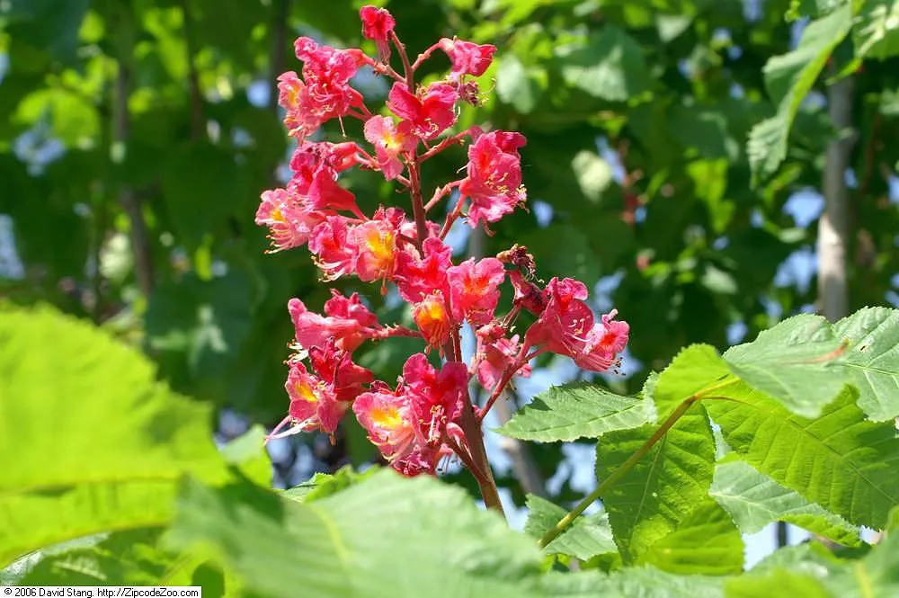 Red Horsechestnut (Aesculus X Carnea) — Typically reaching an average height of 30 to 40 feet with a comparable spread