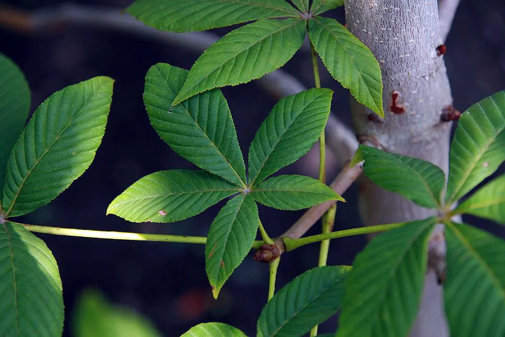 Red Horsechestnut (Aesculus X Carnea) — It will provide the client with an annually recurring spectacle that is both regal and endearing; red, image 141