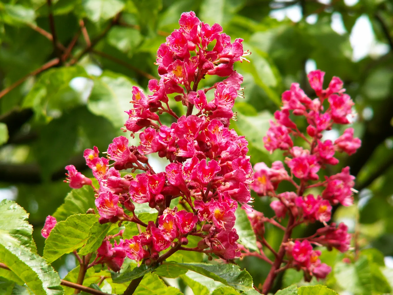 Red Horsechestnut (Aesculus X Carnea) — lush greenery.<br><br>For the landscaper; tree for full, image 104
