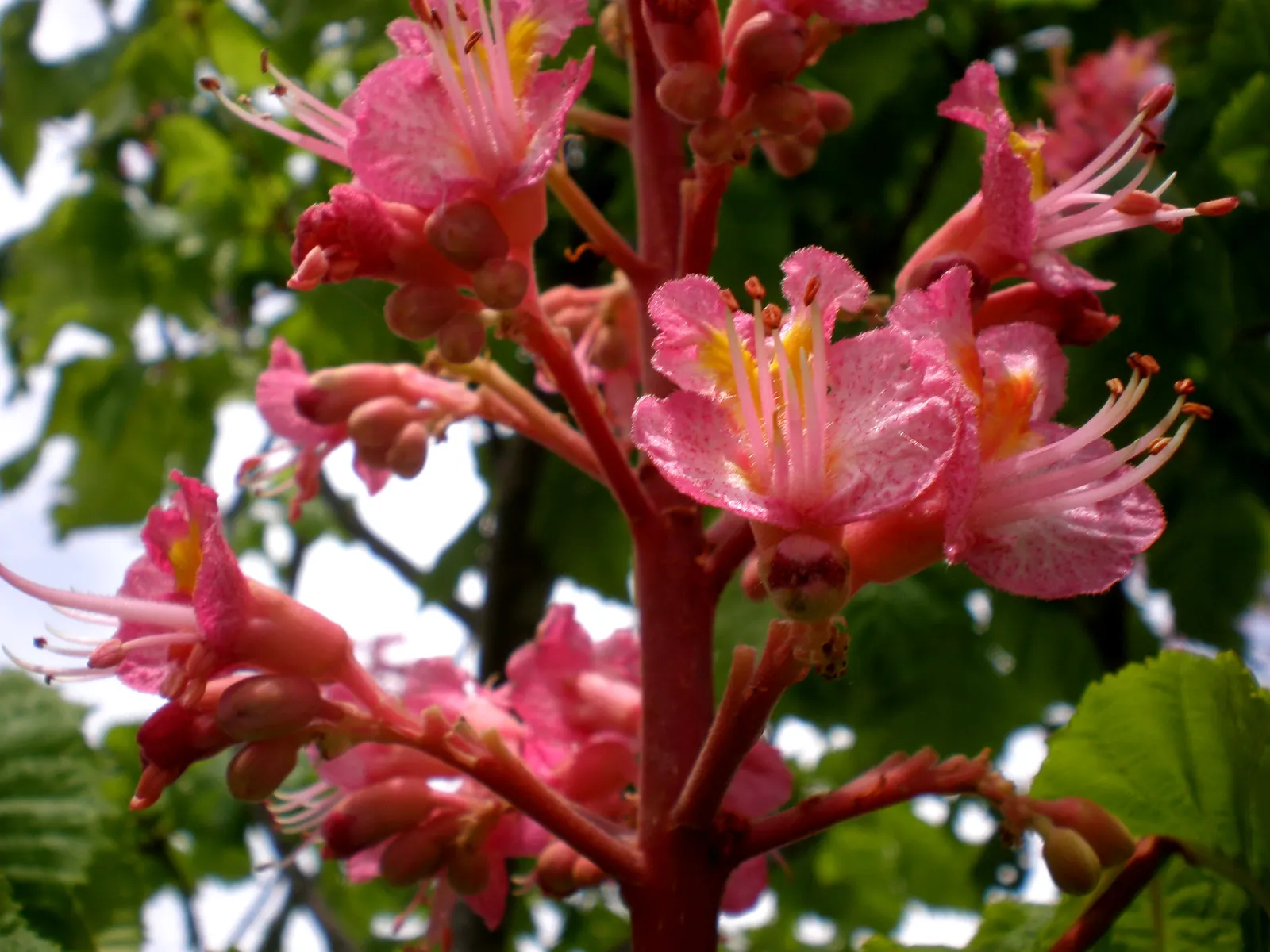 Red Horsechestnut (Aesculus X Carnea) — tree with red blooms; it requires space to attain its full majestic form