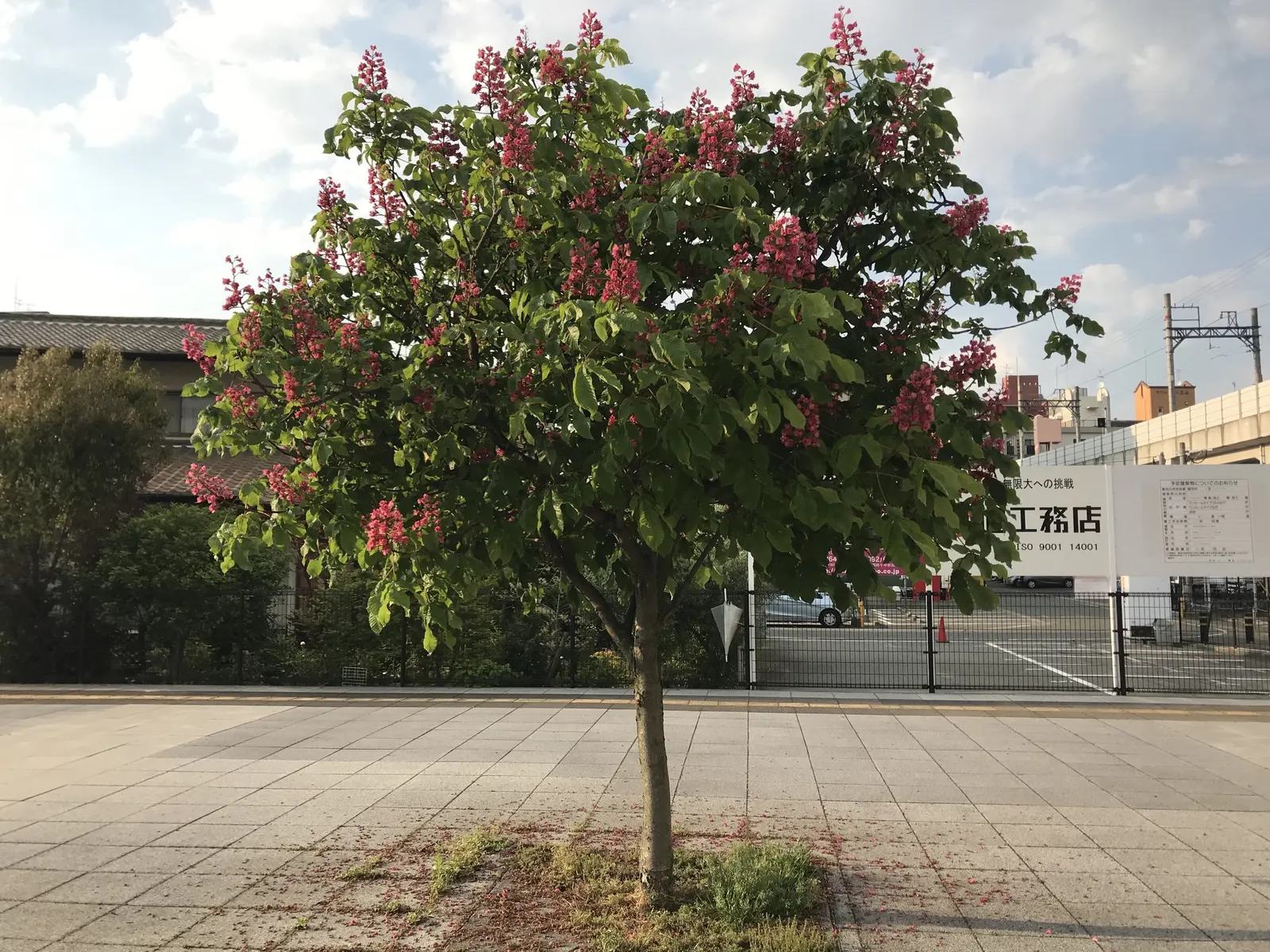 Red Horsechestnut (Aesculus X Carnea) — The foliage of the Red Horsechestnut is equally impressive, image 73