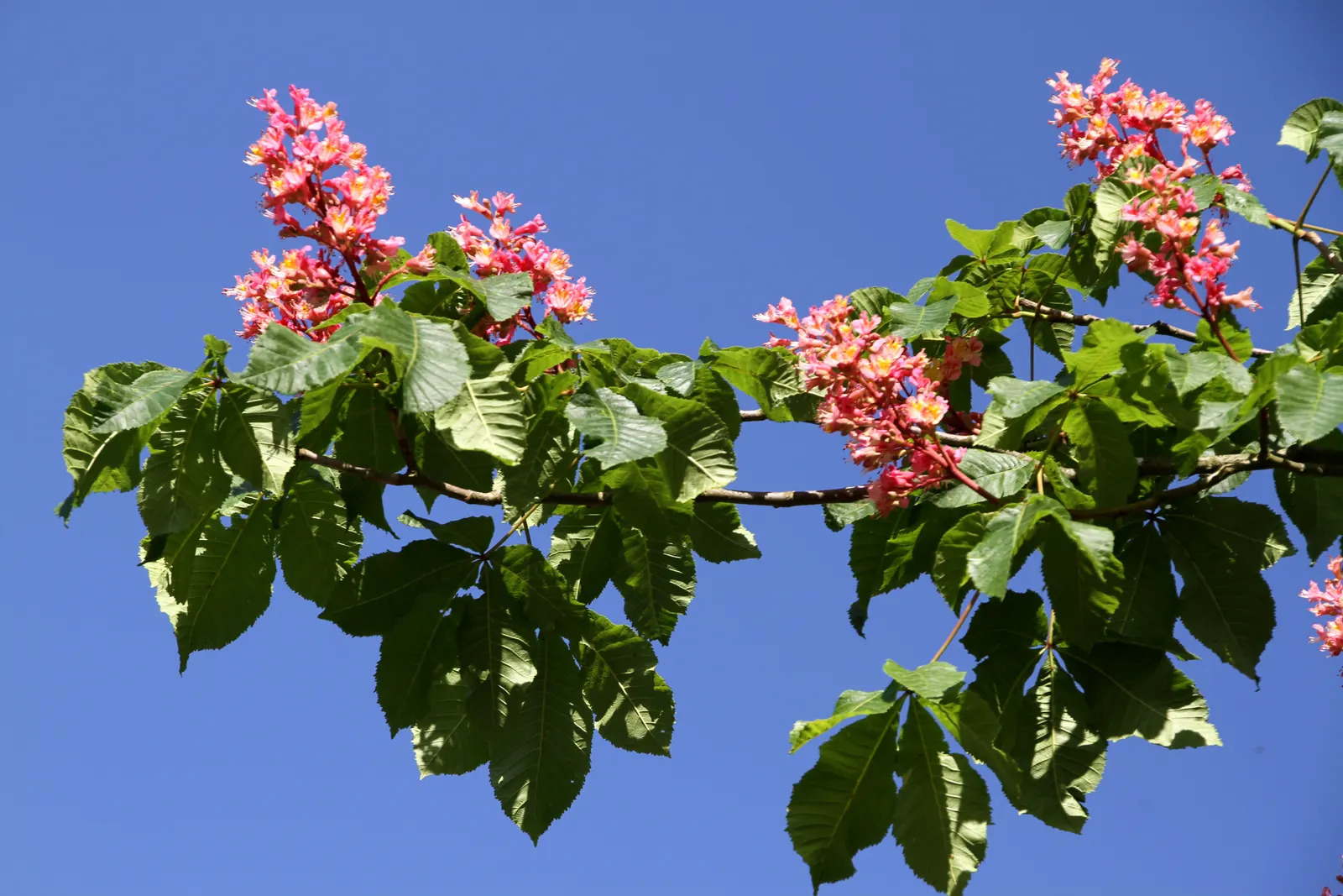 Red Horsechestnut (Aesculus X Carnea) — Aesculus x carnea serves as an excellent focal point due to its size; these vibrant flowers are not only, image 139