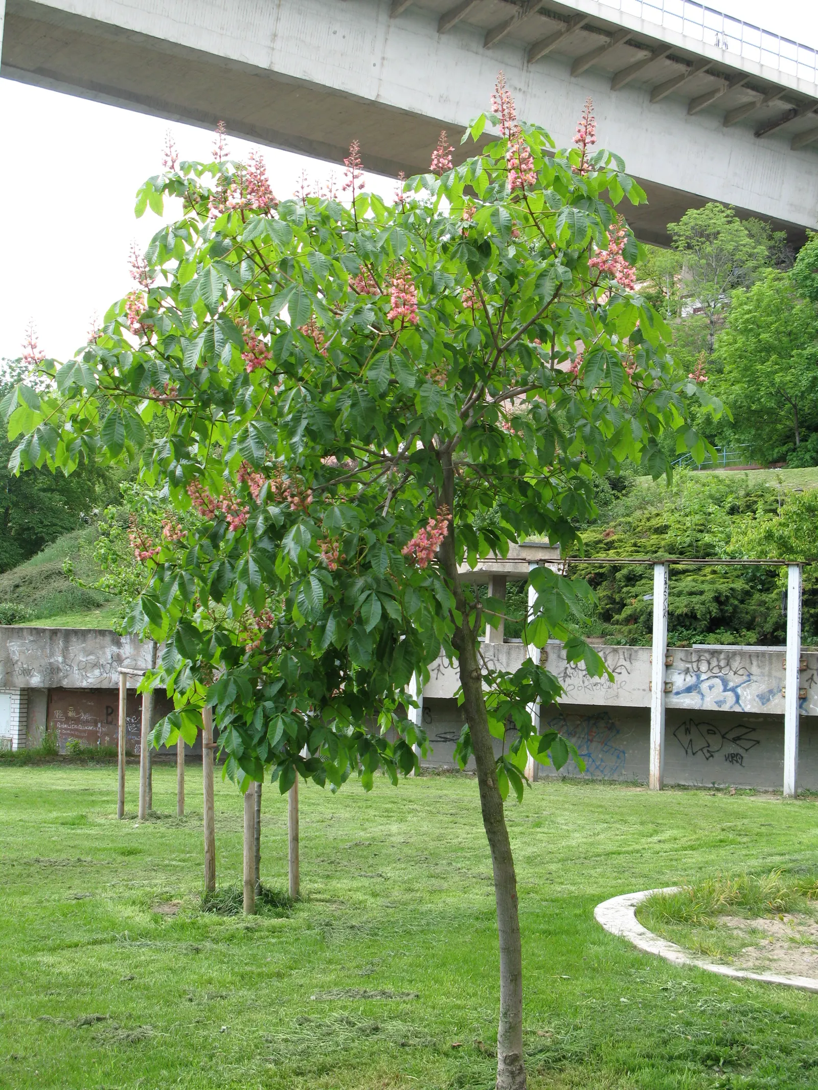 Red Horsechestnut (Aesculus X Carnea) — this specimen presents a broad; deciduous hybrid tree reaching up to 35ft in height with a similar spread, image 67