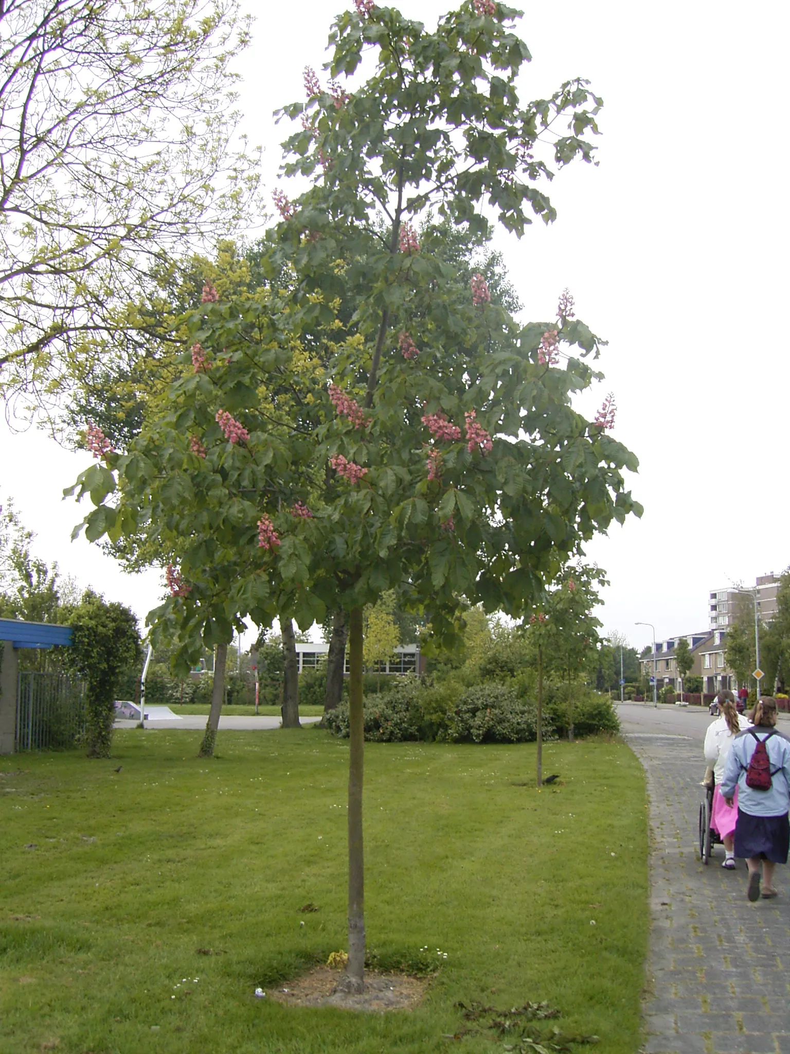 Red Horsechestnut (Aesculus X Carnea) — tree for full; making it an exceptional choice for a statement tree in residential or public gardens
