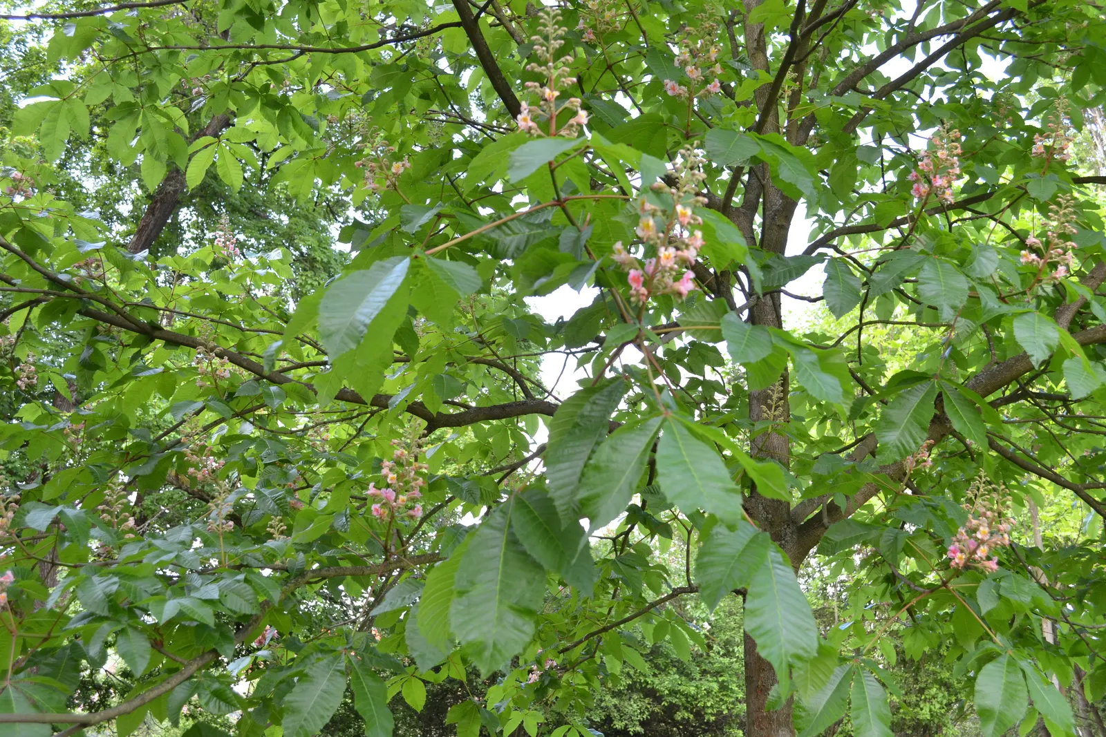 Red Horsechestnut (Aesculus X Carnea) — It boasts dense, lush foliage and showy, deep red flower panicles measuring up to 8 inches long in late, image 119