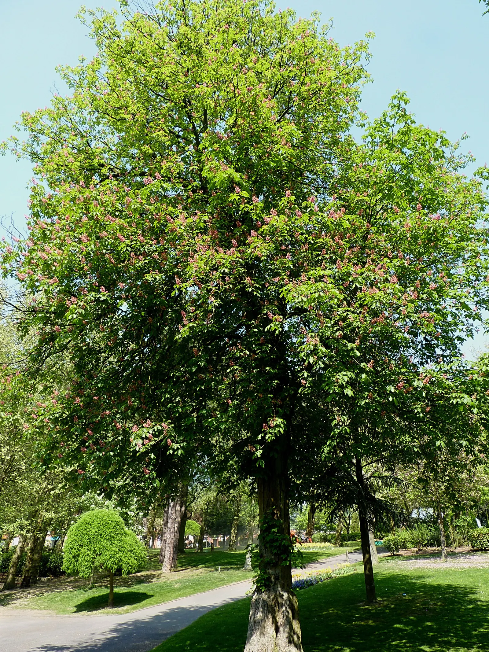 Red Horsechestnut (Aesculus X Carnea) — This majestic tree adds ornamental value to any landscape with its rounded, symmetrical crown; it boasts, image 63