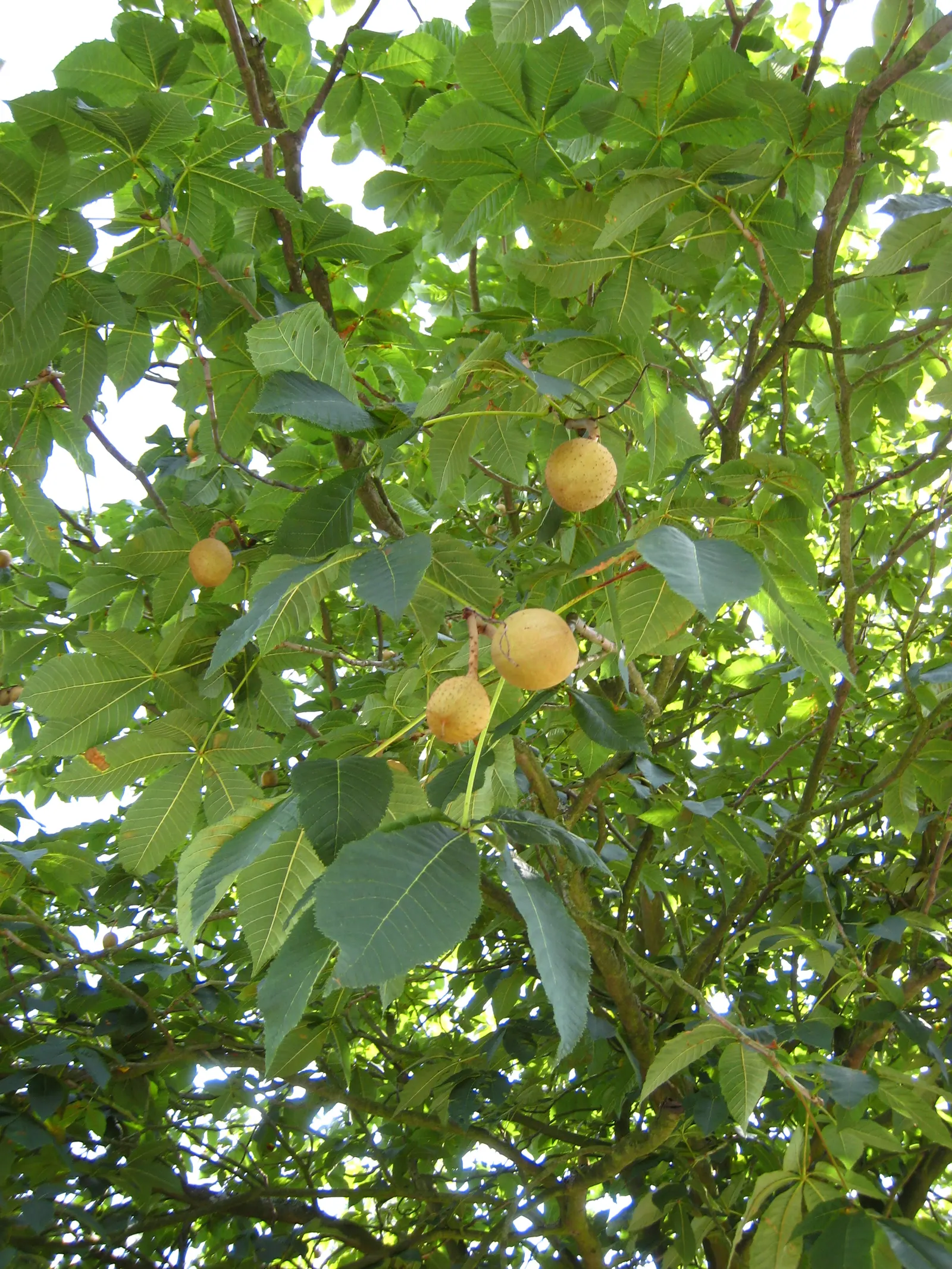 Red Horsechestnut (Aesculus X Carnea) — It is hardy in USDA zones 4 to 8 and thrives in well-drained; with deep green leaves composed of 5 to 7, image 127