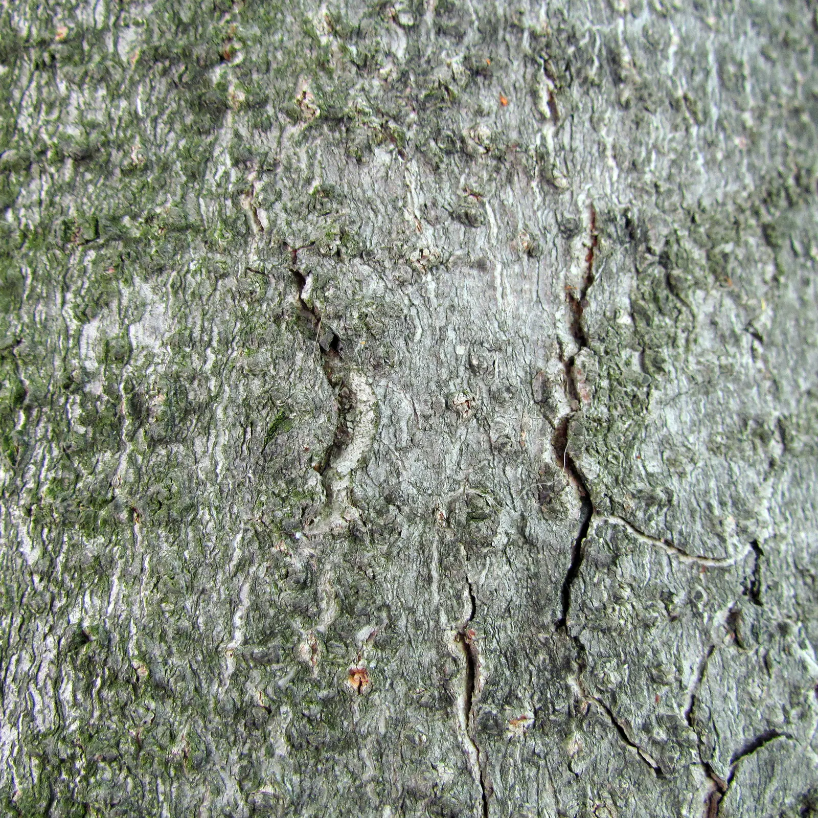 Red Horsechestnut (Aesculus X Carnea) — tree for full; making it an exceptional choice for a statement tree in residential or public gardens, image 87