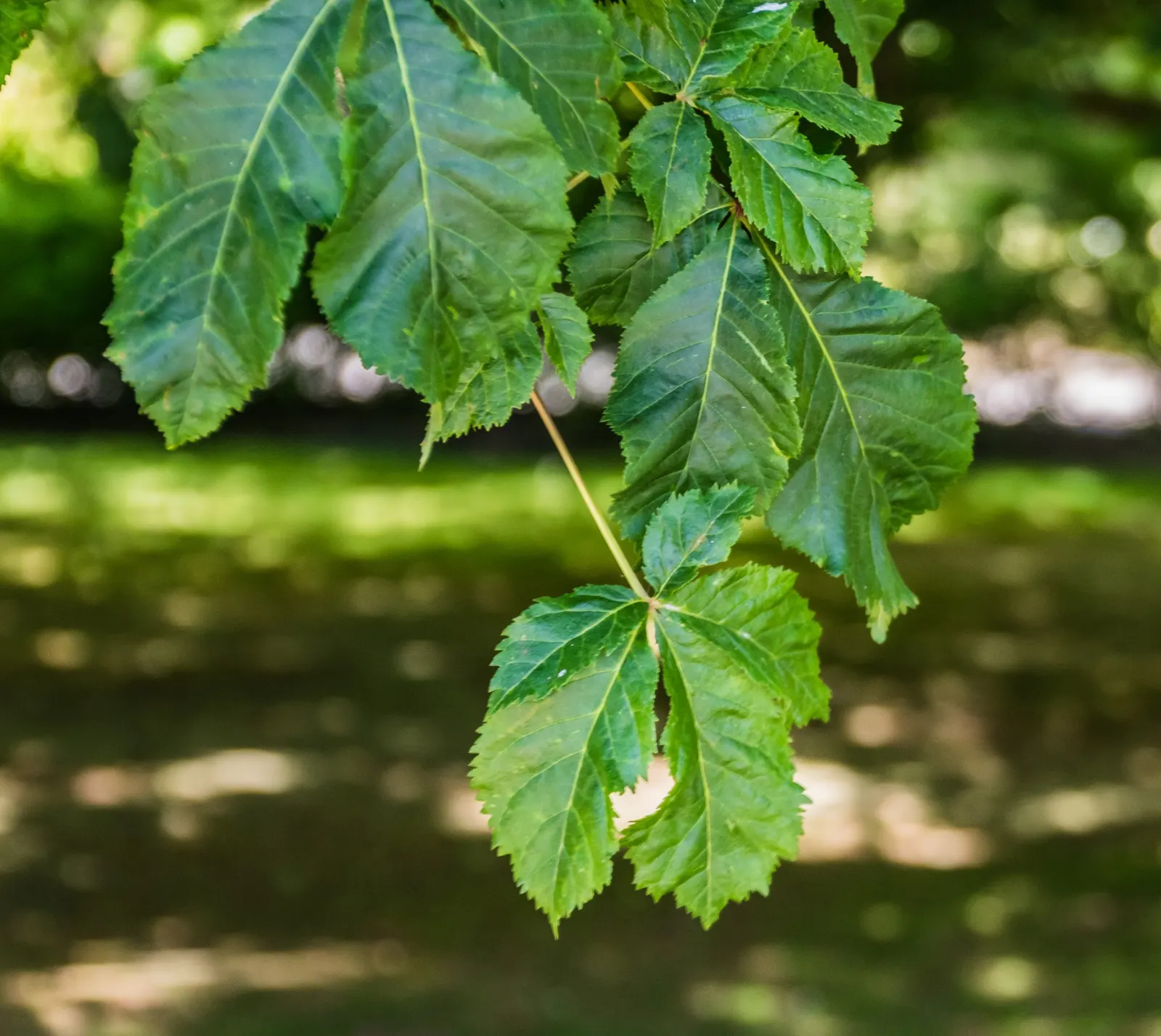 Red Horsechestnut (Aesculus X Carnea) — prized for its striking spring bloom