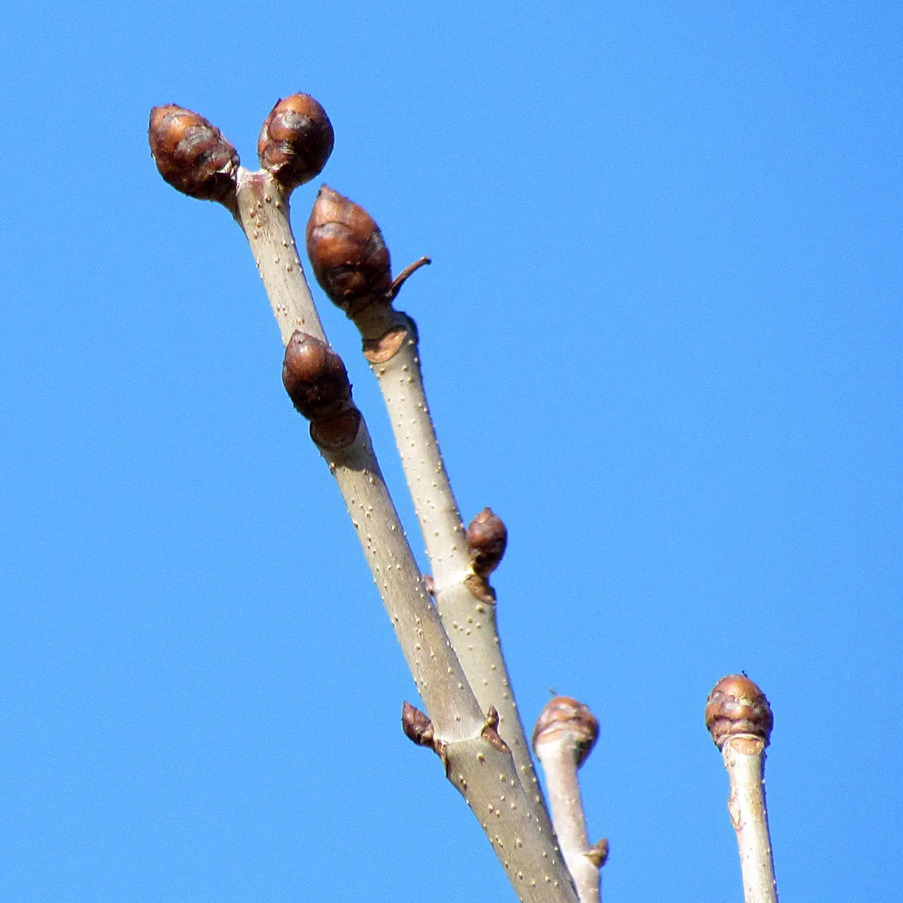 Red Horsechestnut (Aesculus X Carnea) — might pose a mess or hazard.<br><br>In a garden design