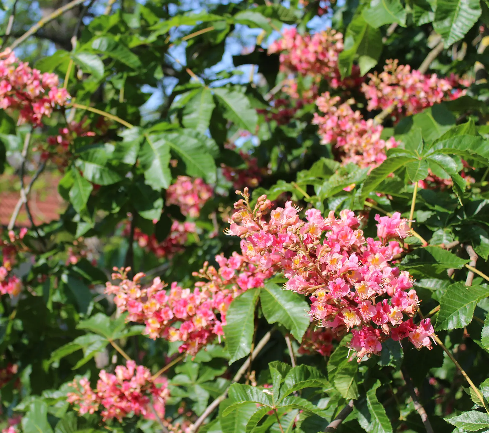 Red Horsechestnut (Aesculus X Carnea) — and comprehensive foliage; it should be placed away from areas where its fruit, image 111