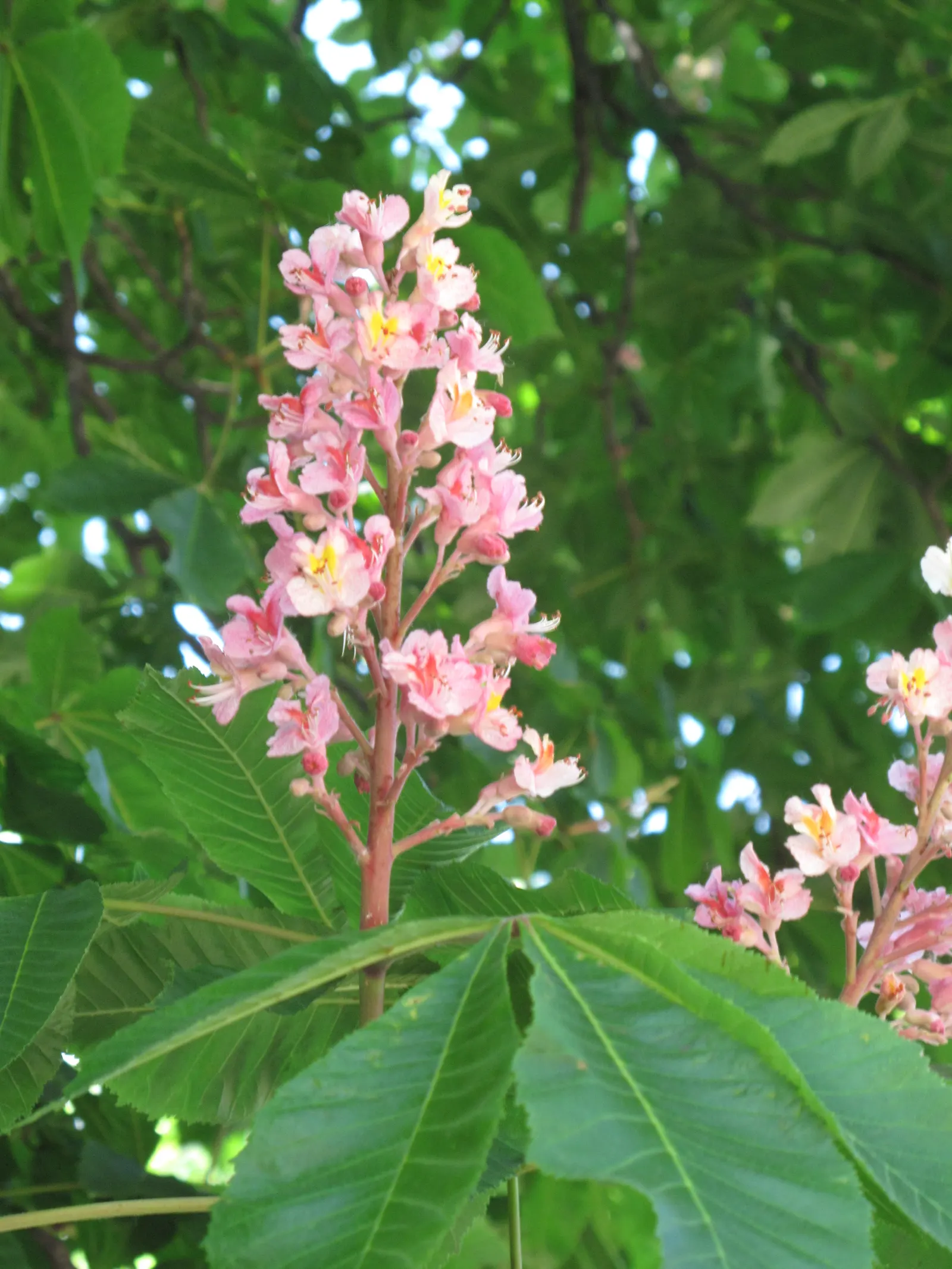Red Horsechestnut (Aesculus X Carnea) — red flowers in the garden; which are about 8 to 12 inches in length that adorn the tree in mid to late, image 85