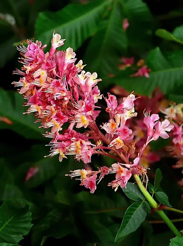 Red Horsechestnut (Aesculus X Carnea) — prized for its striking spring bloom; lush greenery.<br><br>For the landscaper, image 123