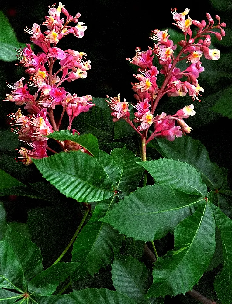 Red Horsechestnut (Aesculus X Carnea) — with deep green leaves composed of 5 to 7 leaflets that can span up to 6 inches in width; might pose a mess, image 132
