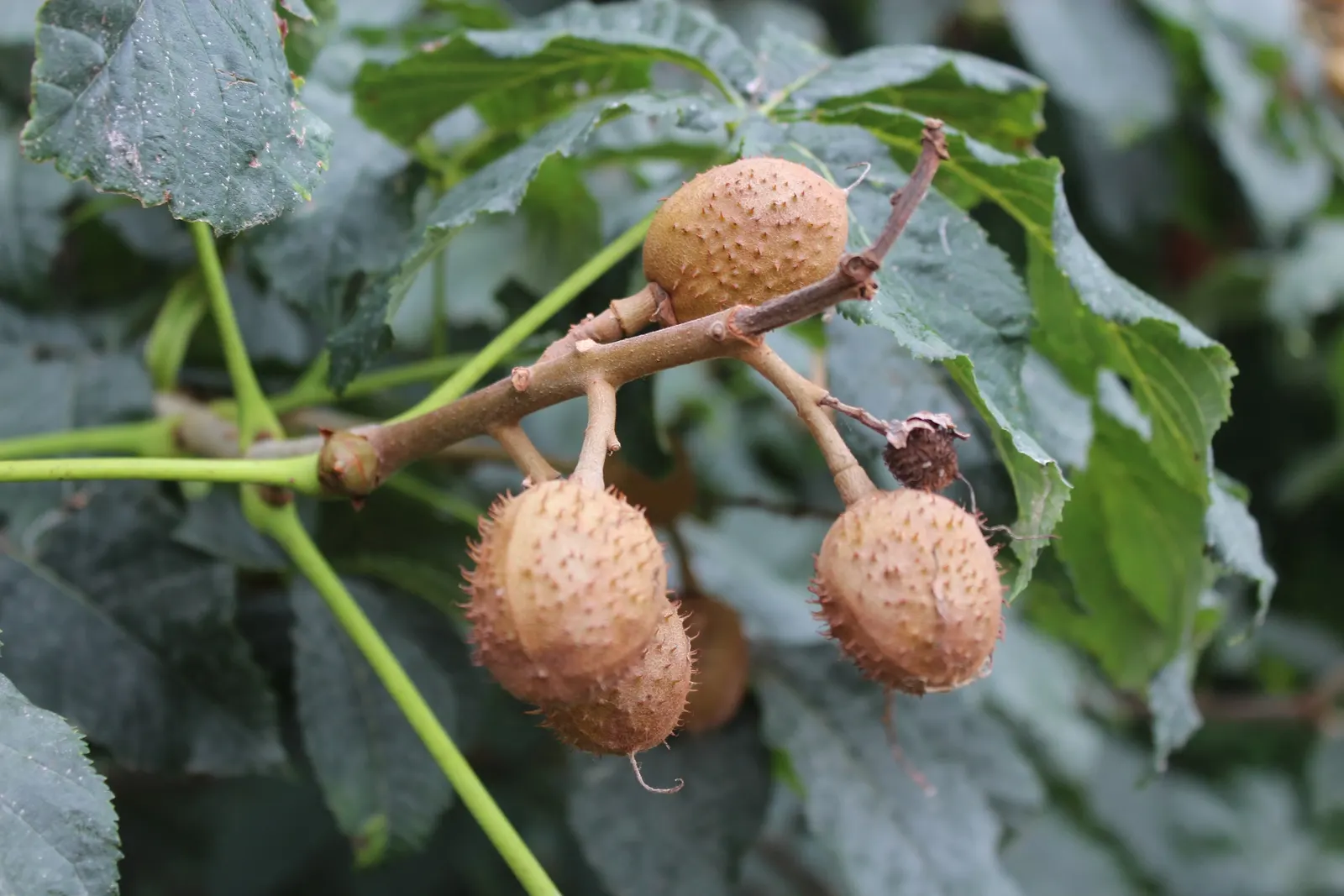 Red Horsechestnut (Aesculus X Carnea) — which are about 8 to 12 inches in length that adorn the tree in mid to late spring; aesculus x carnea, image 128