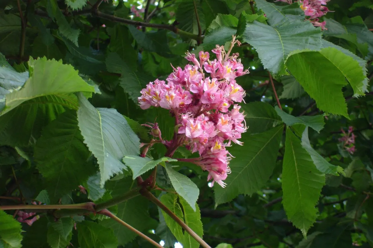 Red Horsechestnut (Aesculus X Carnea) — It boasts dense, lush foliage and showy, deep red flower panicles measuring up to 8 inches long in late, image 148