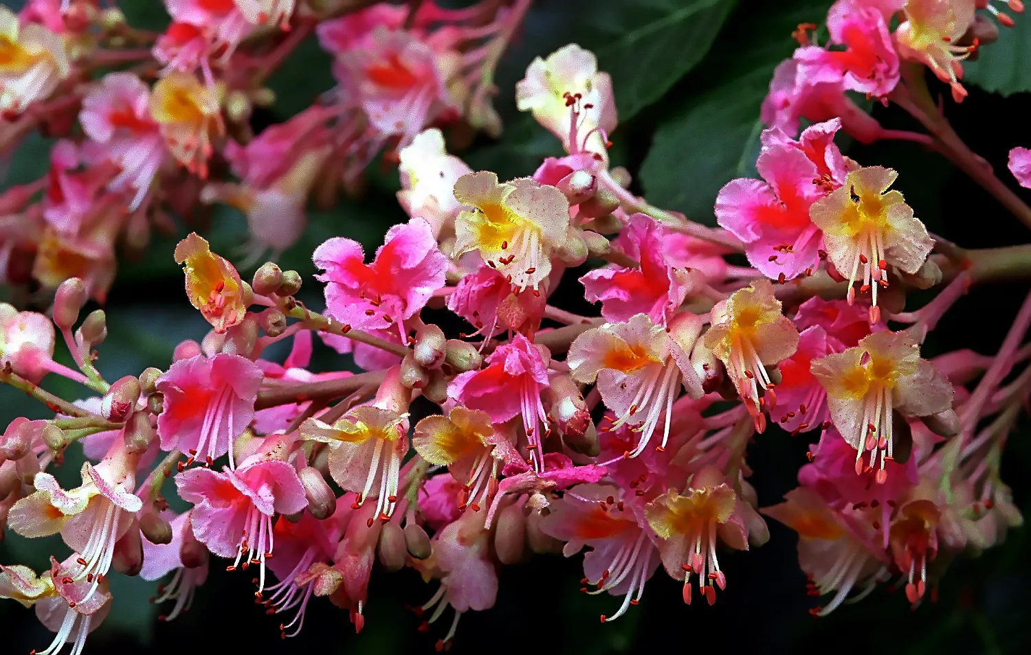 Red Horsechestnut (Aesculus X Carnea) — These vibrant flowers are not only visually appealing but also attract hummingbirds and butterflies