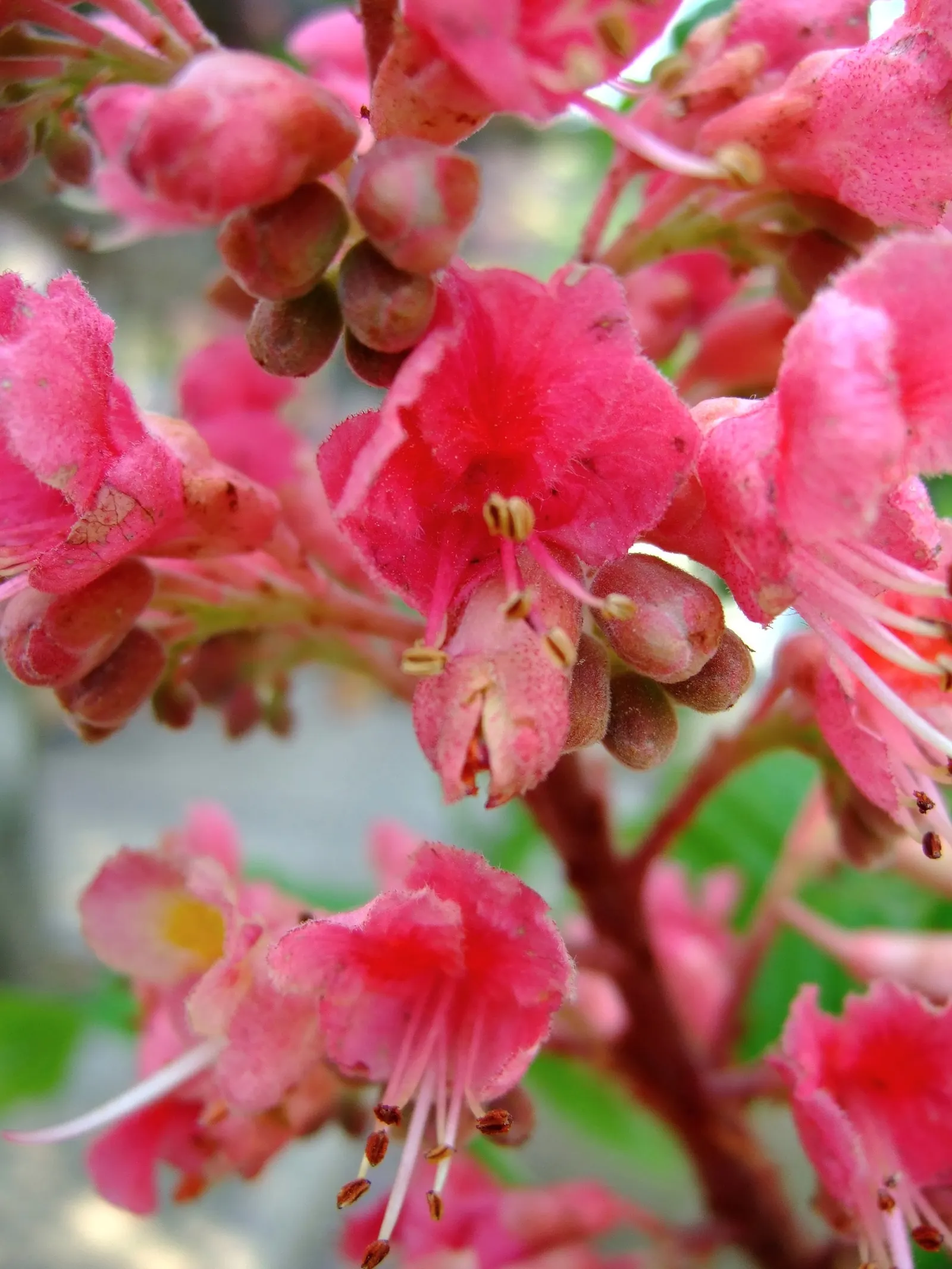 Red Horsechestnut (Aesculus X Carnea) — a slightly spiny capsule containing one to two nut-like seeds; tree with red blooms