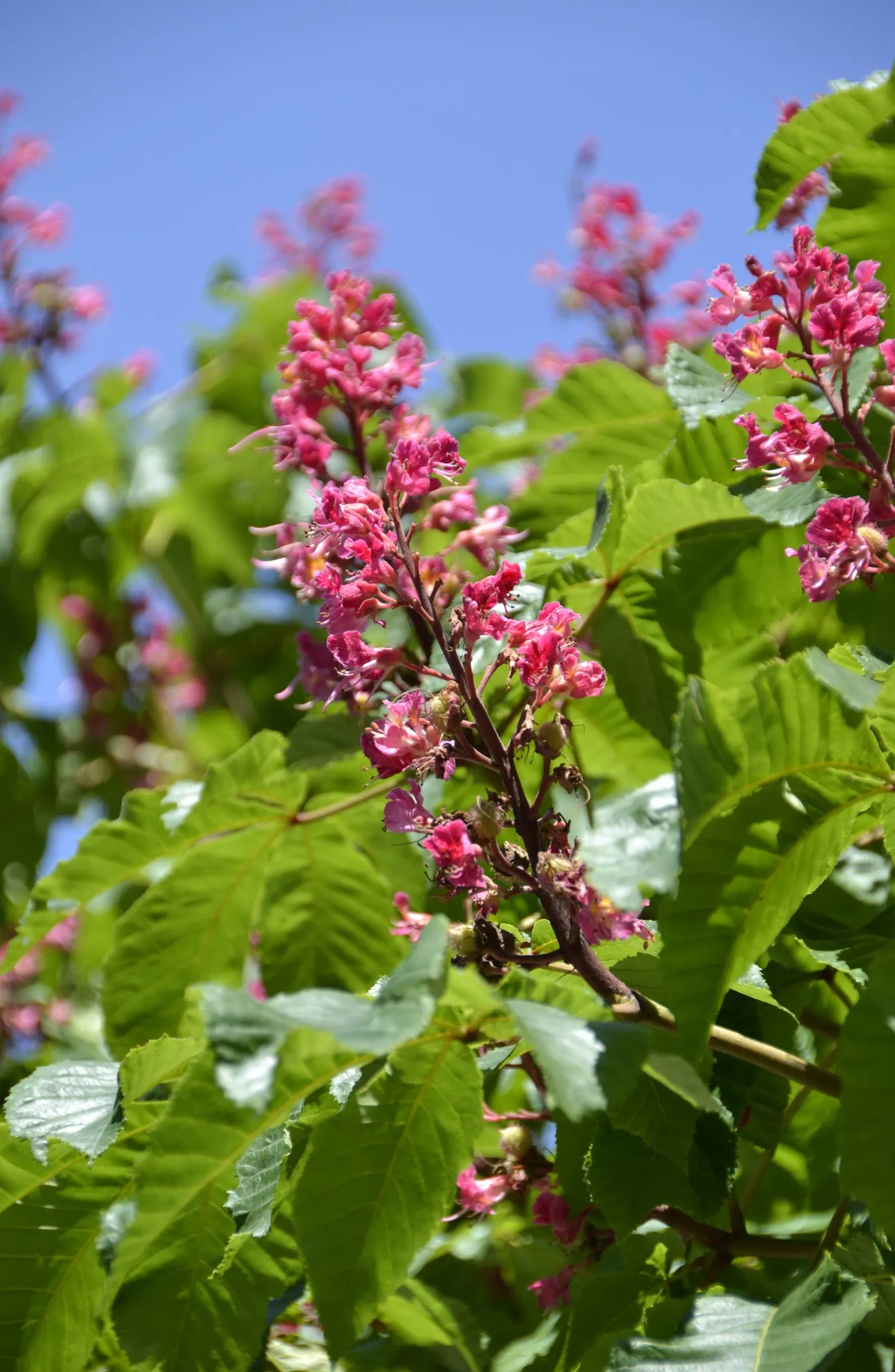 Red Horsechestnut (Aesculus X Carnea) — The Red Horsechestnut (Aesculus x carnea) is a striking