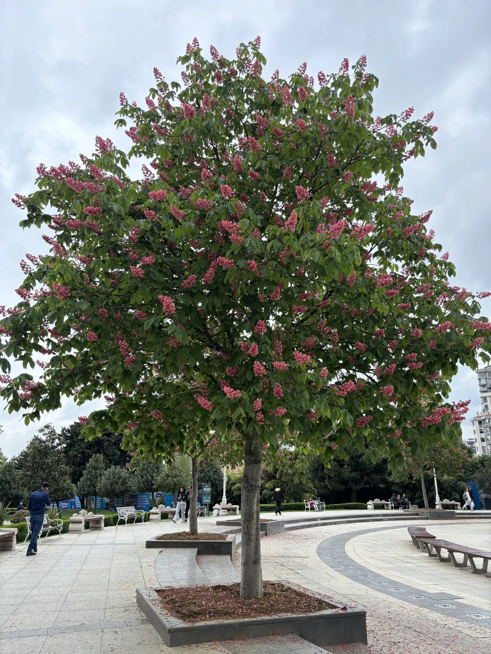 Red Horsechestnut (Aesculus X Carnea) — It will provide the client with an annually recurring spectacle that is both regal and endearing; red flowers in the