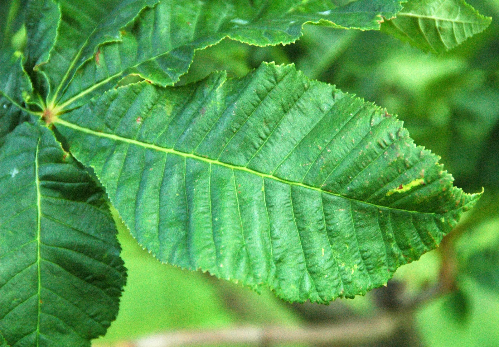 Red Horsechestnut (Aesculus X Carnea) — It will provide the client with an annually recurring spectacle that is both regal and endearing; red, image 83