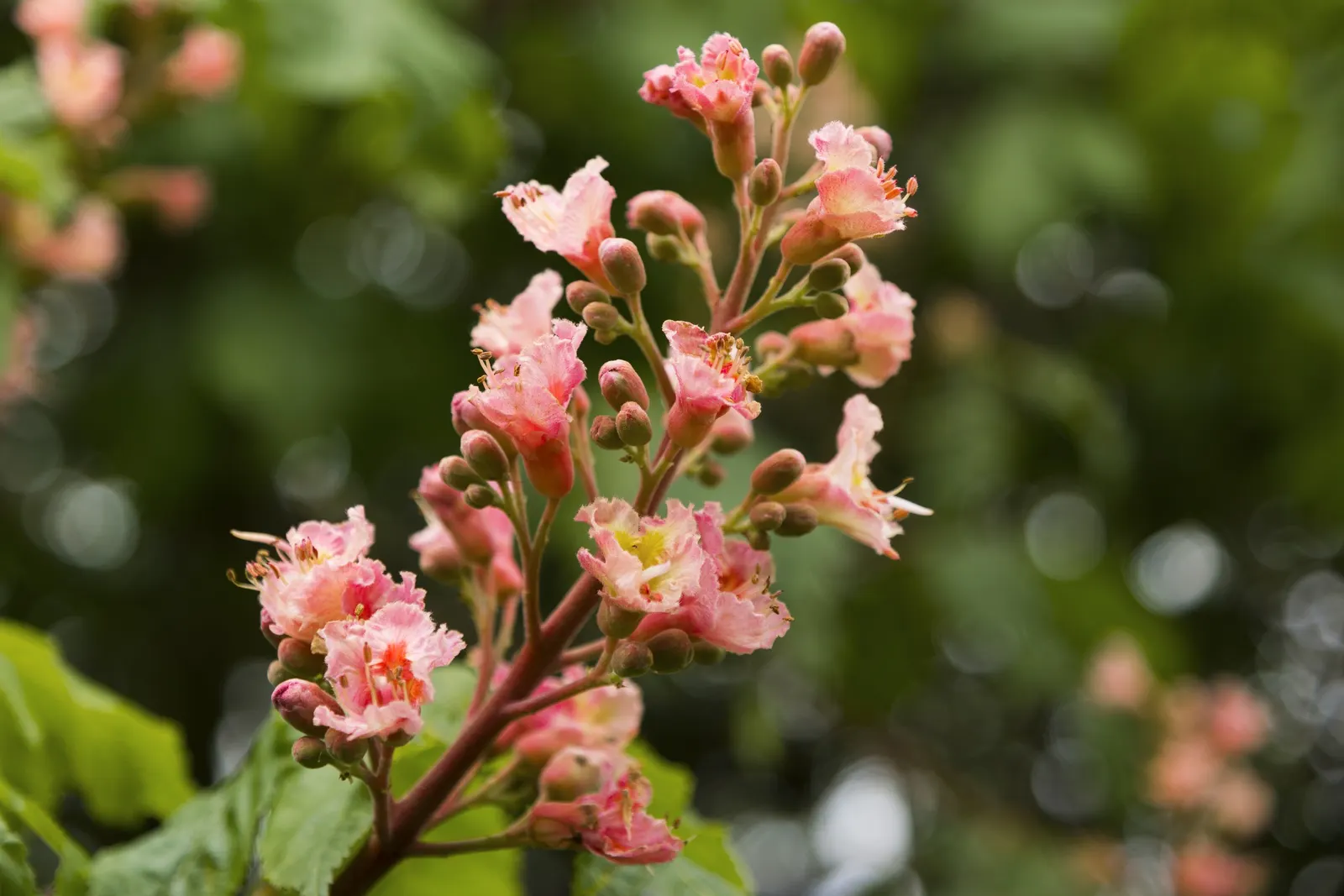 Red Horsechestnut (Aesculus X Carnea) — Thriving in zones 4-7, it prefers well-drained soils and full sun to partial shade; it will provide the client with an