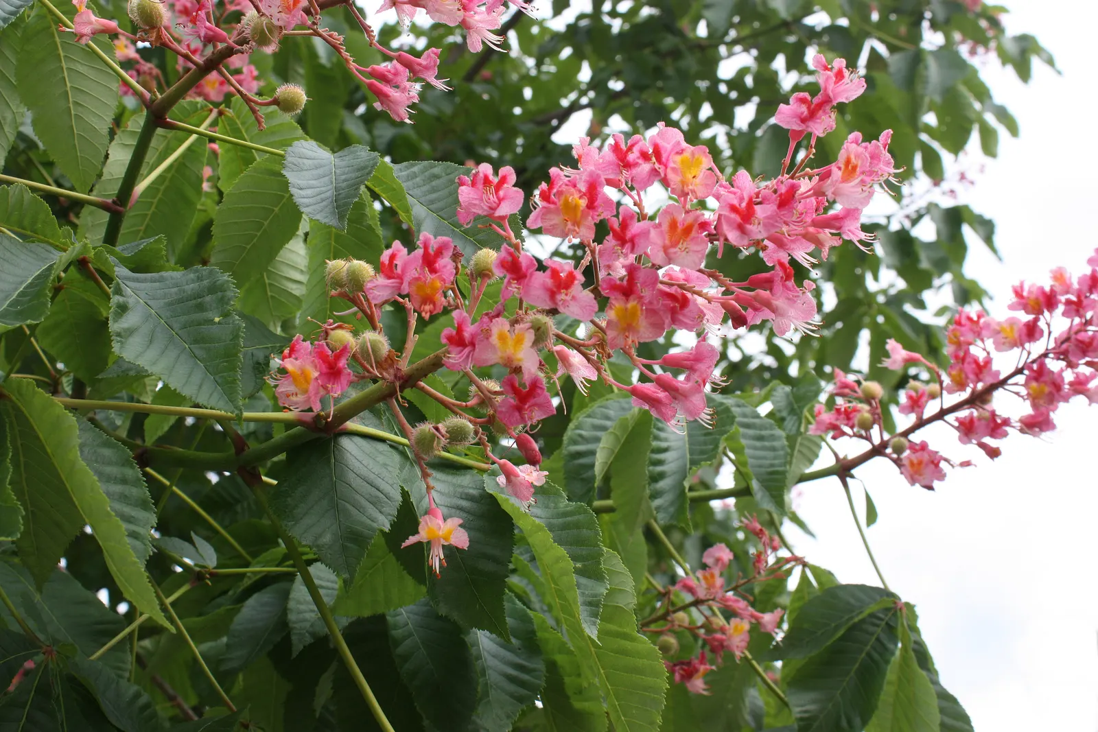 Red Horsechestnut (Aesculus X Carnea) — tree with red blooms; it requires space to attain its full majestic form, image 144