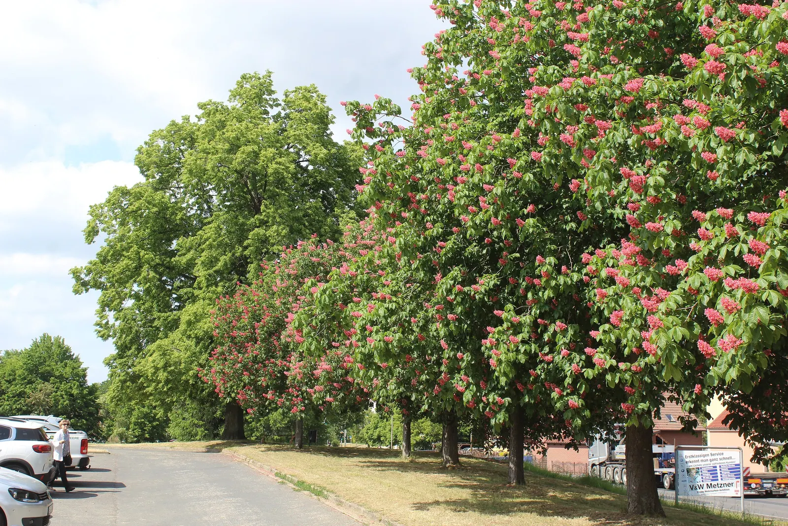 Red Horsechestnut (Aesculus X Carnea) — The Red Horsechestnut (Aesculus x carnea) is an elegant and robust deciduous tree; rounded canopy that, image 64