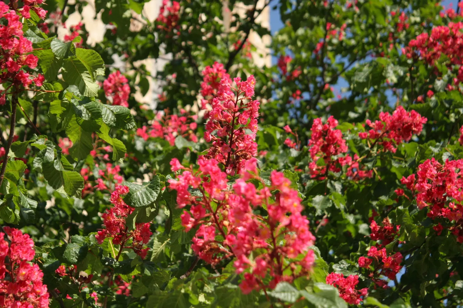 Red Horsechestnut (Aesculus X Carnea) — with deep green leaves composed of 5 to 7 leaflets that can span up to 6 inches in width