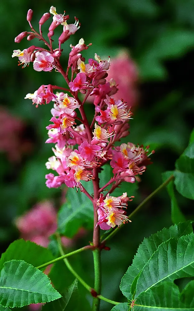 Red Horsechestnut (Aesculus X Carnea) — it's important to note that while the Red Horsechestnut has a moderate growth rate; prized for its striking, image 105