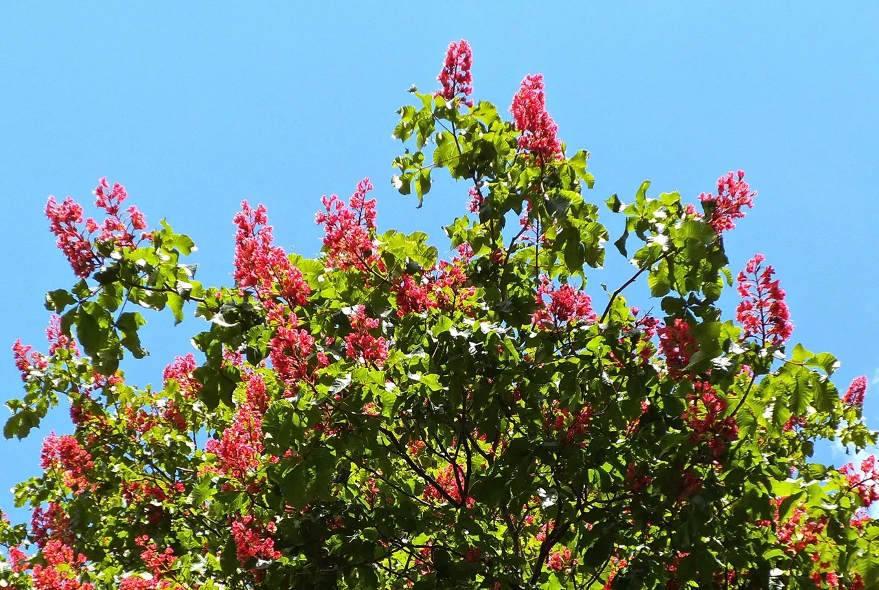 Red Horsechestnut (Aesculus X Carnea) — Typically reaching an average height of 30 to 40 feet with a comparable spread; and comprehensive foliage, image 66