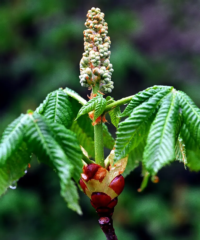 Red Horsechestnut (Aesculus X Carnea) — red flowers in the garden; which are about 8 to 12 inches in length that adorn the tree in mid to late, image 143