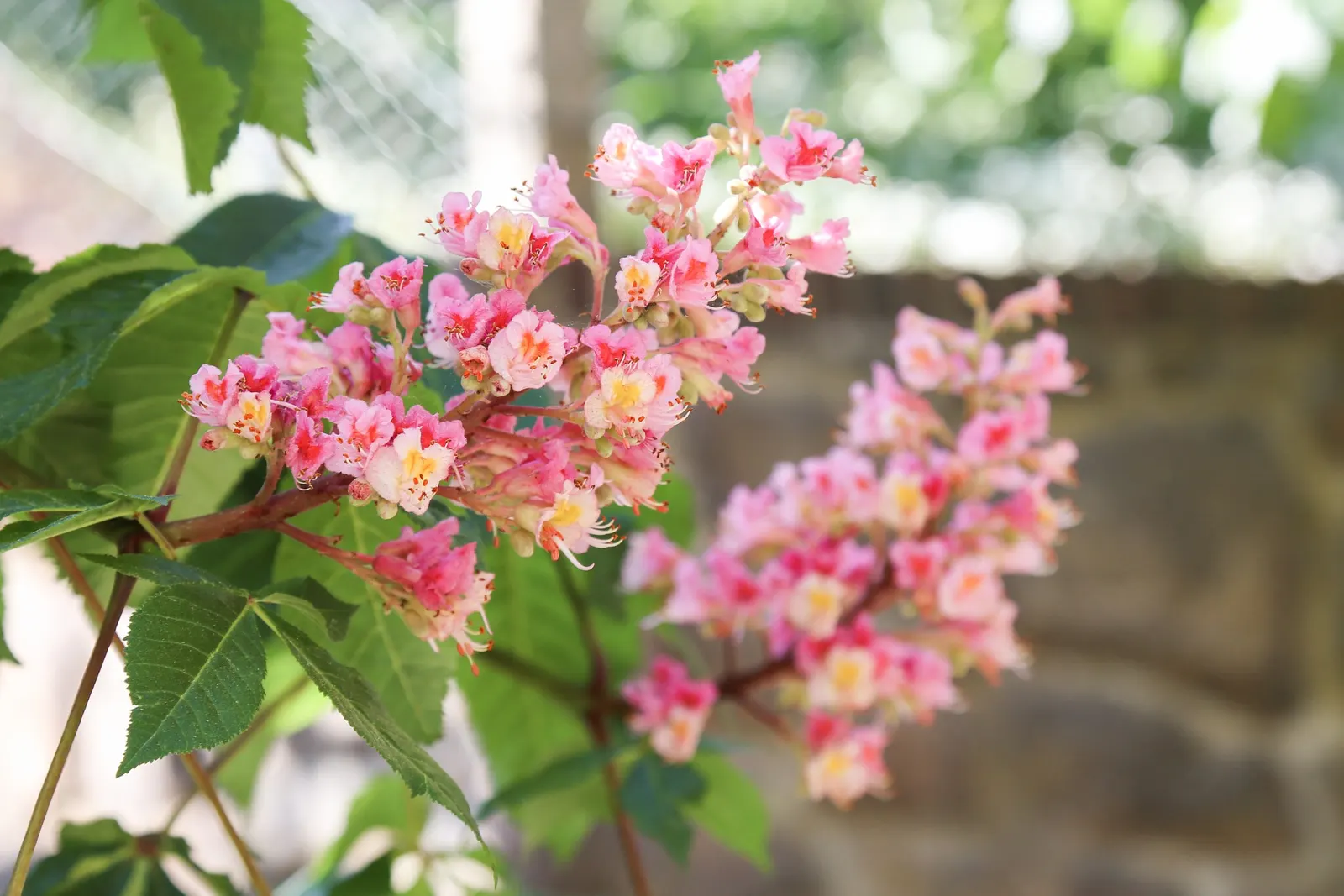 Red Horsechestnut (Aesculus X Carnea) — These vibrant flowers are not only visually appealing but also attract hummingbirds and butterflies; the Red, image 129