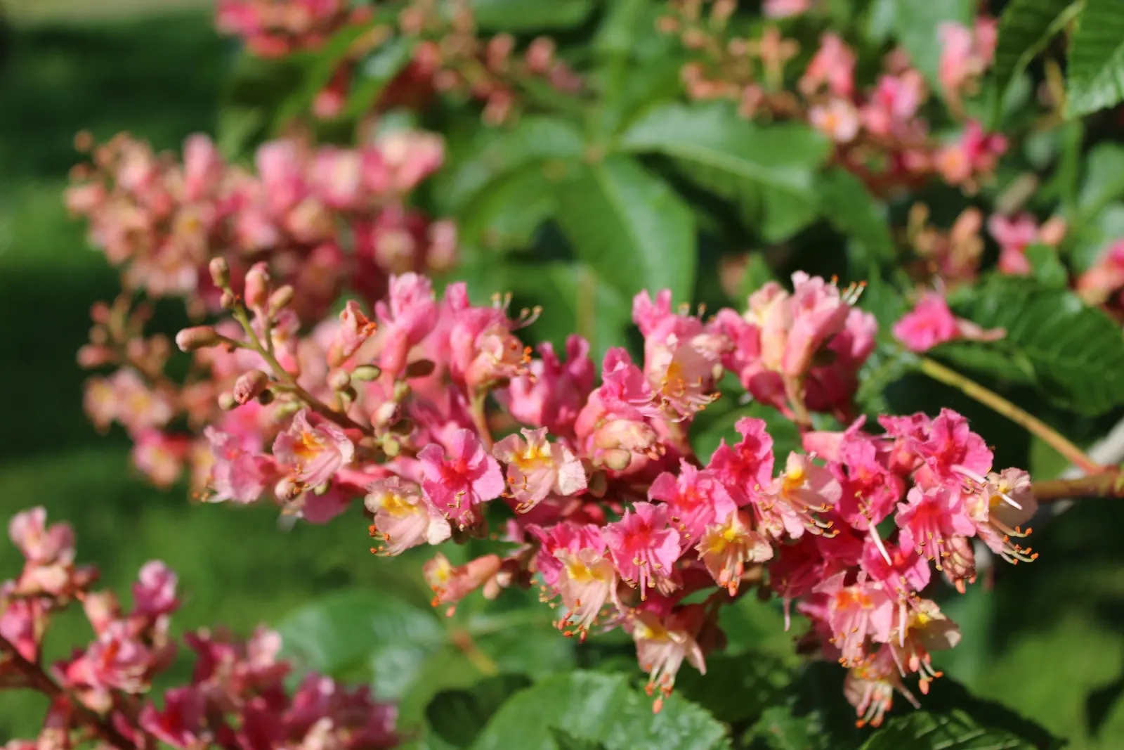 Red Horsechestnut (Aesculus X Carnea) — Typically reaching an average height of 30 to 40 feet with a comparable spread; and comprehensive foliage, image 95
